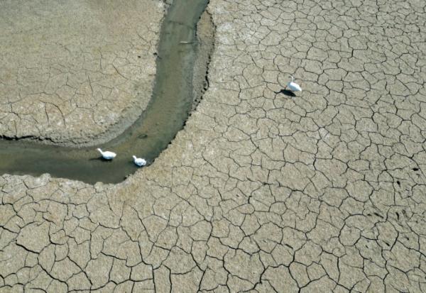 Des oies se déplacent sur un étang presque asséché près d'Oud-Hervelee, en Belgique, le 14 mai 2025
