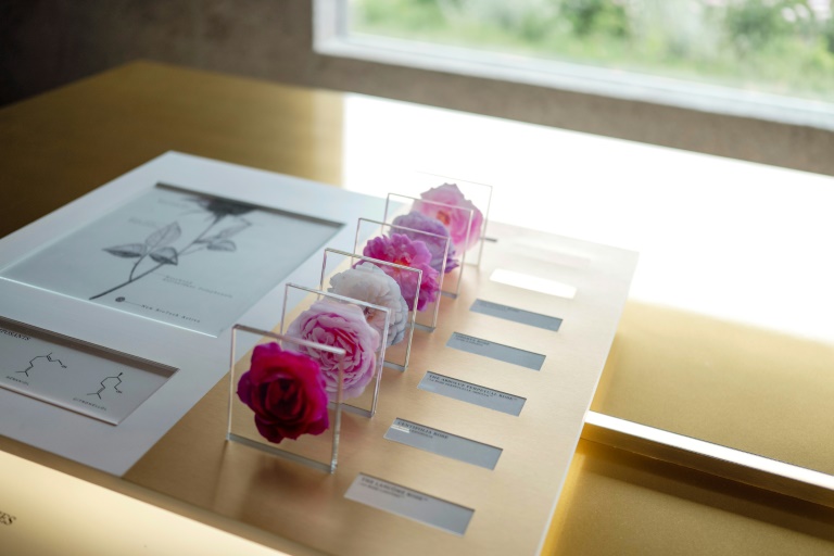 Les différentes variétés de roses cultivées au Domaine de la Rose, propriété de Lancôme, le 26 mai 2025 à Grasse, dans le sud de la France
