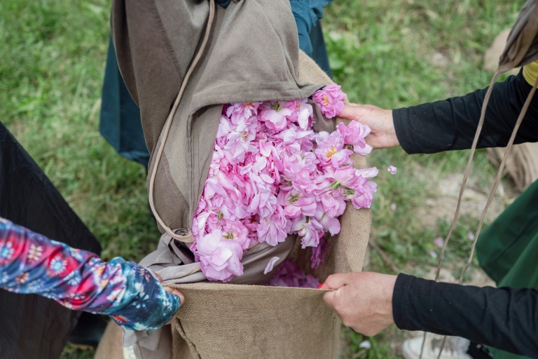 Récolte de roses centifolia dans les jardins du Domaine de la Rose, propriété de Lancôme, le 26 mai 2025 à Grasse, dans le sud de la France