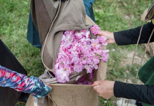 Récolte de roses centifolia dans les jardins du Domaine de la Rose, propriété de Lancôme, le 26 mai 2025 à Grasse, dans le sud de la France