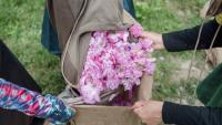 Récolte de roses centifolia dans les jardins du Domaine de la Rose, propriété de Lancôme, le 26 mai 2025 à Grasse, dans le sud de la France