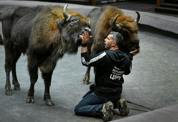 Le dresseur français lors d'une séance de travail avec des bisons d'Europe au Grand cirque de Moscou, le 1er octobre 2026
