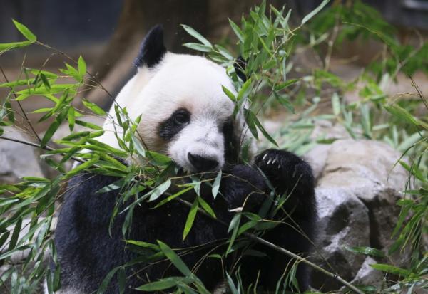 Le panda Lei Lei, sur cette photo datant du 16 décembre 2025, et son frère Xiao Xiao vont quitter Tokyo le 27 janvier pour la Chine