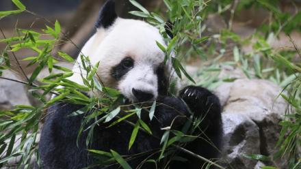 Le panda Lei Lei, sur cette photo datant du 16 décembre 2025, et son frère Xiao Xiao vont quitter Tokyo le 27 janvier pour la Chine