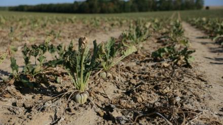 Un champ desséché de betteraves sucrières, à Maison-Rouge, en Seine-et-Marne, le 22 septembre 2026