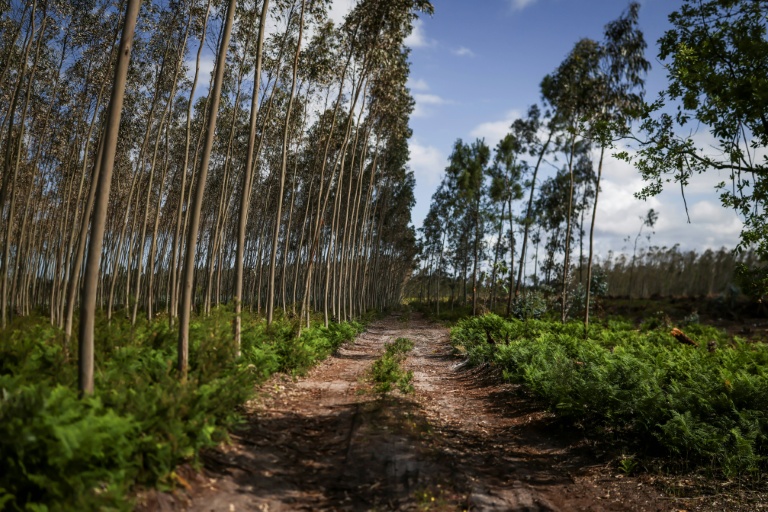 Une forêt de pins et d'eucalyptus à Marinha Grande, au Portugal, le 7 mai 2026
