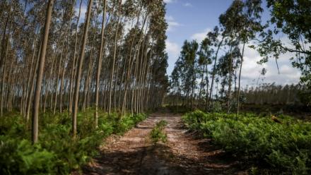 Une forêt de pins et d'eucalyptus à Marinha Grande, au Portugal, le 7 mai 2026