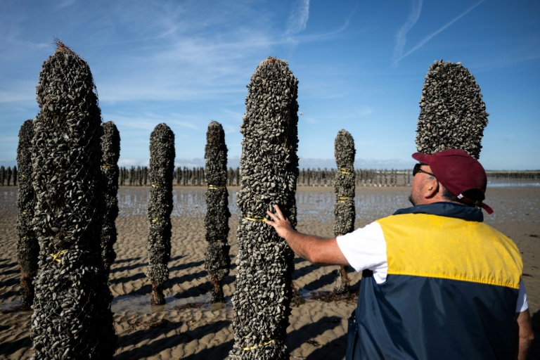 Le mytiliculteur Loïc Maine inspecte un pieu à moules dans l'exploitation Maine père & fils, au large de Bricqueville-sur-Mer, dans la Manche, le 13 septembre 2026
