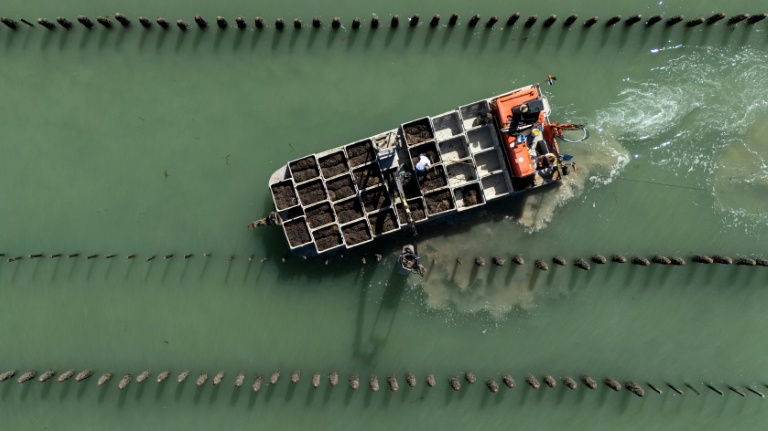 Photographie aérienne montrant des mytiliculteurs qui travaillent entre des pieux à moules dans la Manche, au sein de l'exploitation Maine père & fils, au large de Bricqueville-sur-Mer, le 13 septembre 2026