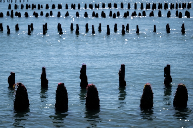 Pieux à moules en partie recouverts par la marée, au sein de l'exploitation Maine père & fils, au large de Bricqueville-sur-Mer, dans la Manche, le 13 septembre 2026