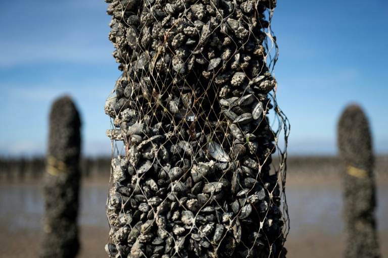 Un pieu à moules dont une partie des moules a disparu, au sein de l'exploitation Maine père & fils, au large de Bricqueville-sur-Mer, dans la Manche, le 13 septembre 2026