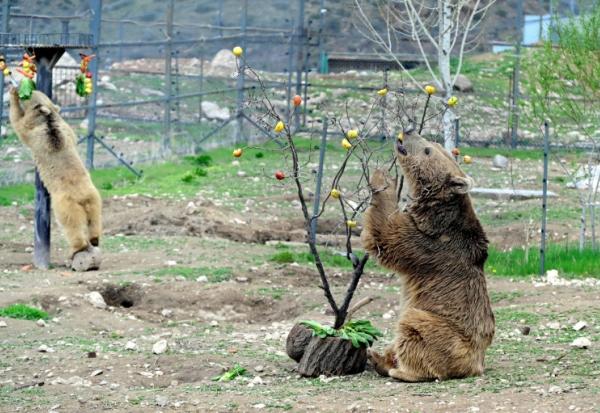 Des ours, secourus de la captivité, renouent avec une vie mi-sauvage dans un centre de réhabilitation de la Fondation pour la préservation de la faune et du patrimoine culturel (FPWC) près du village d'Urtsadzor, en Arménie, le 21 avril 2026