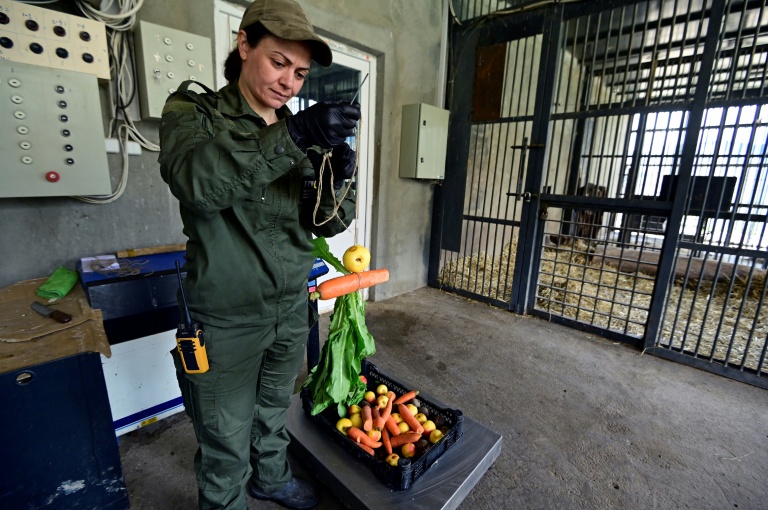 Narine Piloyan, coordinatrice du centre de réhabilitation, prépare de la nourriture pour des ours secourus de la captivité, le 21 avril 2026 près du village d'Urtsadzor, en Arménie