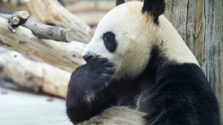 Un panda à la Base de recherche sur l'élevage des pandas géants, le 28 juin 2026 à Chengdu, dans la province chinoise du Sichuan  
