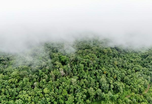 La forêt protégée des montagnes centrales des Cardamomes, dans la province de Koh Kong, le 10 juin 2026. Ce massif, qui s'étend sur plus d'un million d'hectares dans le sud-ouest du Cambodge, est considéré comme l'une des dernières forêts tropicales les plus importantes de la région