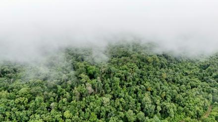 La forêt protégée des montagnes centrales des Cardamomes, dans la province de Koh Kong, le 10 juin 2026. Ce massif, qui s'étend sur plus d'un million d'hectares dans le sud-ouest du Cambodge, est considéré comme l'une des dernières forêts tropicales les plus importantes de la région
