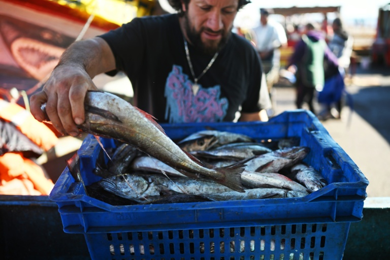 Des merlus fraîchement pêchés, en vente à Caleta Portales, à Valparaiso, au Chili, le 27 mai 2025