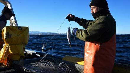 Le pêcheur artisanal Rodrigo Gallardo montre un merlu pêché au large de Caleta Portales, à Valparaiso, au Chili, le 27 mai 2025