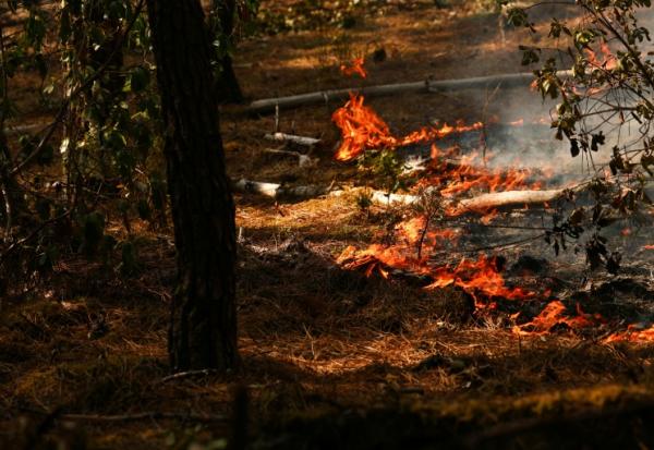 Des feux dans la forêt de Lege-Cap-Ferret, le 29 juillet 2026