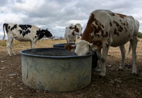 Un troupeau de vaches s'abreuve à Saint Pierre-des-Ifs (Calvados), le 18 août 2026 