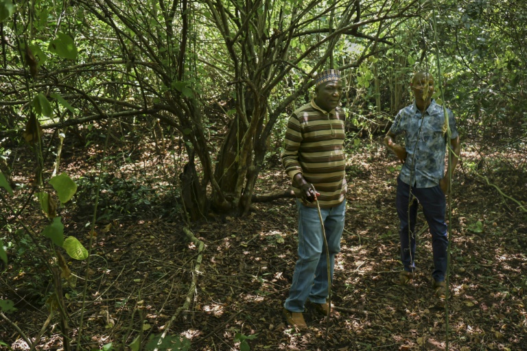 Des villageois dans la forêt de Mrima hill convoitée pour ses réserves, à Lunga-Lunga, dans le sud-est du Kenya près de la frontière tanzanienne, le 26 septembre 2025
