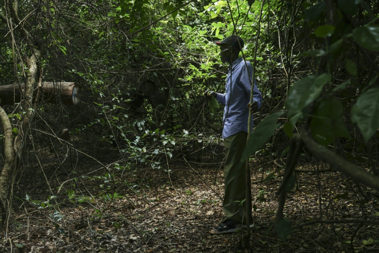 L'apiculteur Stephen Munga,inspecte ses ruches dans la forêt de Mrima hill, à Lunga-Lunga, dans le sud-est du Kenya près de la frontière tanzanienne, le 26 septembre 2025