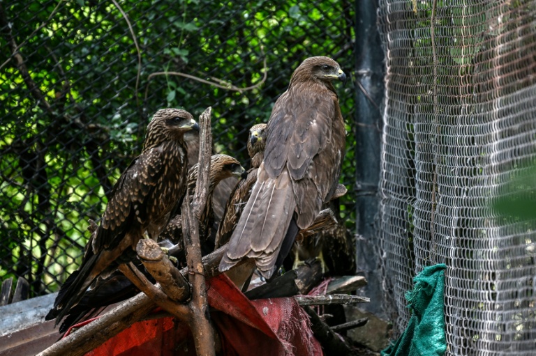 Des milans dans un enclos du Centre de sauvetage de la faune sauvage de Margallah, à Islamabad, le 7 juillet 2026 au Pakistan