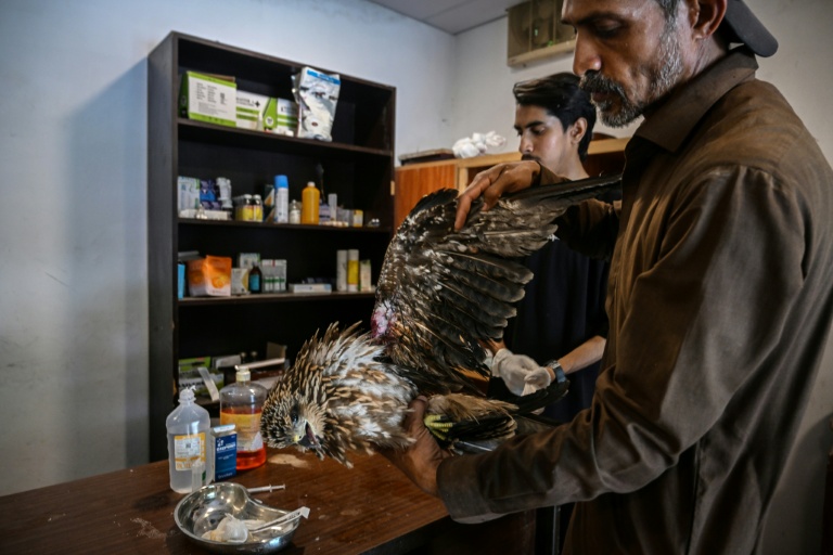 Le soigneur Zaheer Ahmed (d) s'occupe d'un milan blessé au Centre de sauvetage Margallah à Islamabad, le 7 juillet 2026 au Pakistan