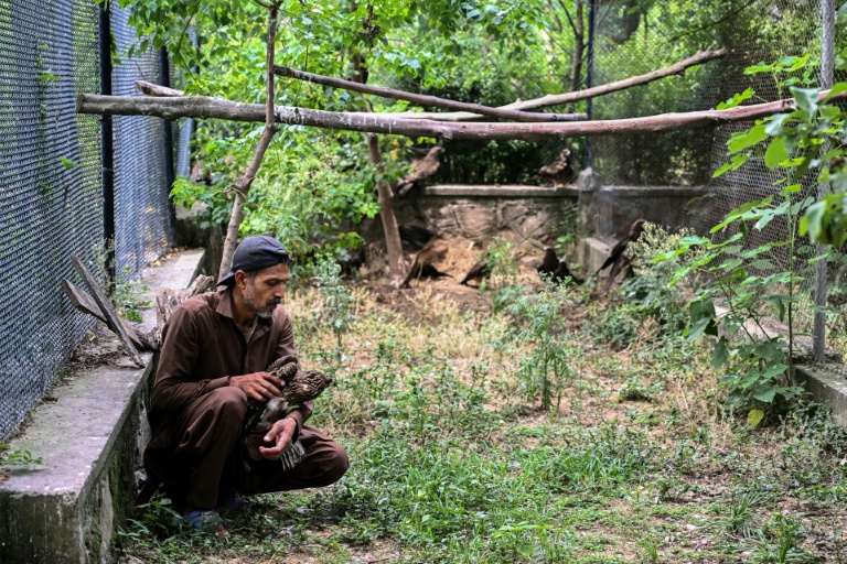 Le soigneur Zaheer Ahmed s'occupe d'un milan au Centre de sauvetage Margallah à Islamabad, le 7 juillet 2026 au Pakistan
