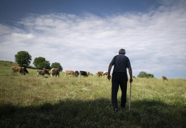 Emil Deliev, éleveur bulgare de 58 ans, traverse une prairie tandis que ses vaches paissent près du village de Sofiytsi, dans la commune de Dzhebel, au sud-est de la Bulgarie, le 9 juin 2026