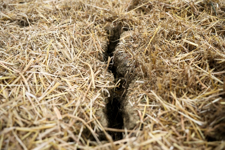 Le sol craquelé par la sécheresse sévère qui touche le Royaume-Uni dans la ferme de Shimpling park à Bury St Edmunds (Est de l'Angleterre) le 4 août 2026
