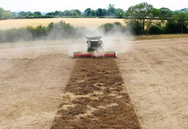Photo aérienne d'une moisonneuse-batteuse dans un champ de l'Est de l'Angleterre bruni par la sécheresse, dans la ferme de Shimpling park à Bury St Edmunds, le 4 août 2026