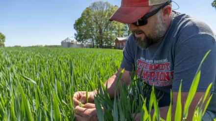 Andy Corriher examine sa récolte de blé dans sa ferme de China Grove, en Caroline du Nord, le 10 avril 2026