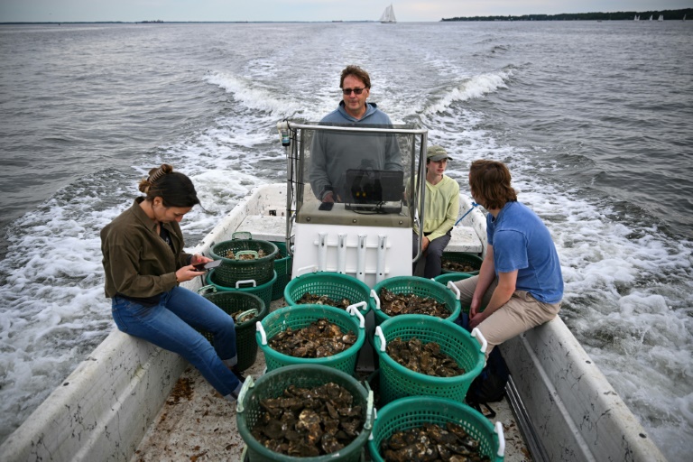 Dan Johannes (c) à bord d'un bateau rempli d'huîtres à placer dans un récif sanctuaire, dans la baie de Chesapeake, près d'Annapolis, le 20 mai 2025 dans le Maryland