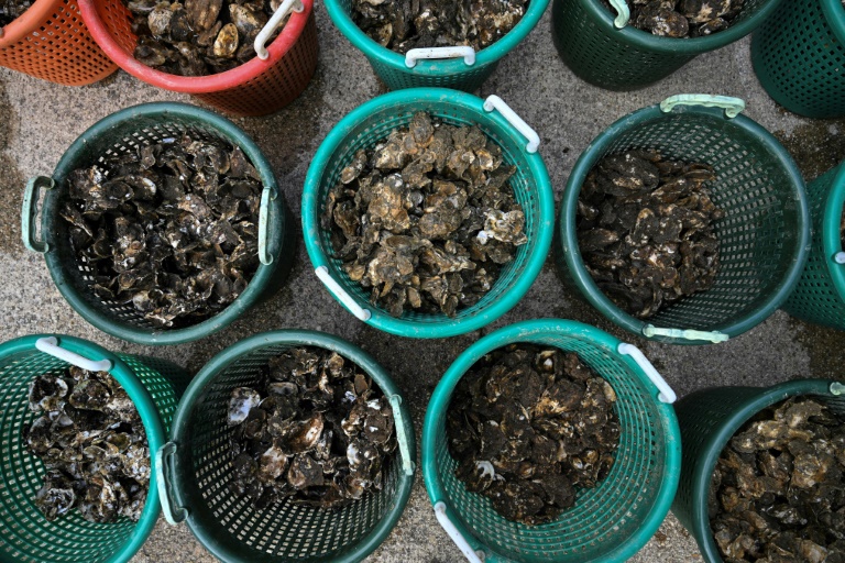 Des seaux de coquilles d'huîtres sur lesquelles poussent de jeunes huîtres déposées par des bénévoles au siège de la Chesapeake Bay Foundation à Annapolis, le 20 mai 2025 dans le Maryland