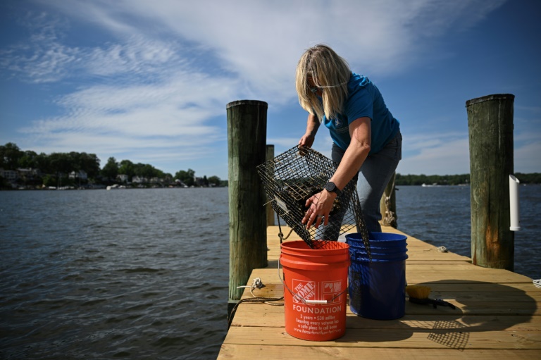 Kimberly Price, sur le ponton de sa maison où elle cultive des huîtres, à Crownsville, dans la baie de Chesapeake, le 20 mai 2025 dans le Maryland