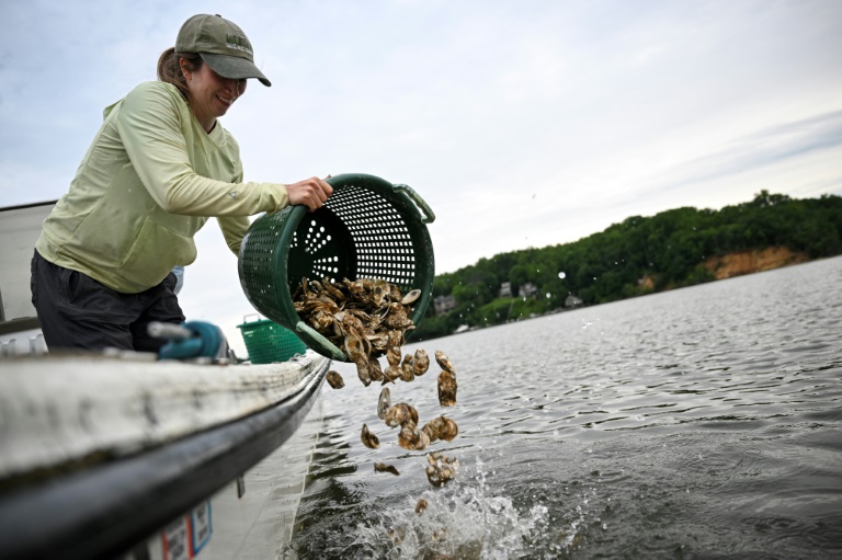 Une bénévole lance des huîtres à l'eau près d'un récif sanctuaire, dans la baie de Chesapeaike, près d'Annapolis, le 20 mai 2025 dans le Maryland