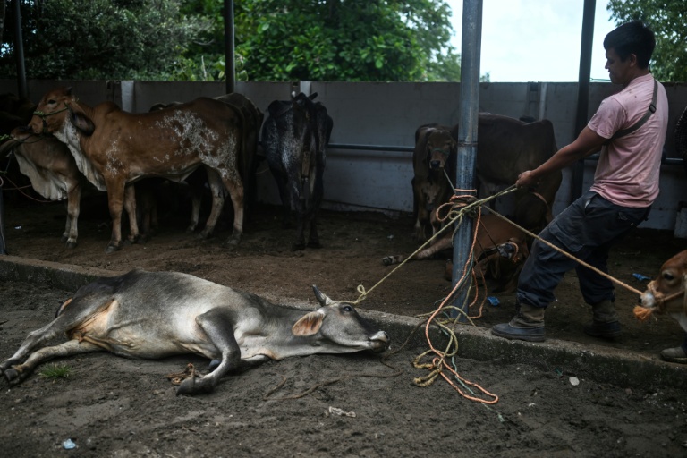 Un homme tire une vache au sol au marché aux bestiaux de Sensuntepeque, dans le département de Cabañas, au Salvador, le 1er octobre 2026