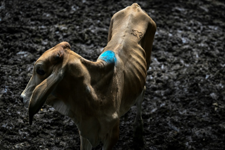 Une vache au marché aux bestiaux de Sensuntepeque, dans le département de Cabañas, au Salvador, le 1er octobre 2026