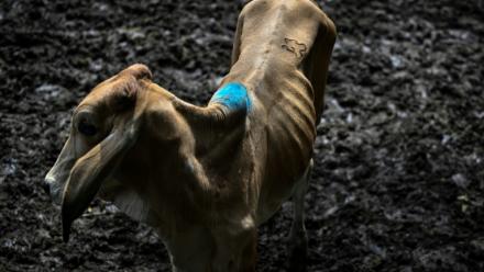 Une vache au marché aux bestiaux de Sensuntepeque, dans le département de Cabañas, au Salvador, le 1er octobre 2026