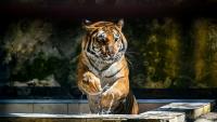 Un tigre du Bengale dans son enclos du  zoo national de Dacca, le 7 avril 2026 au Bangladesh