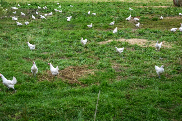 Poulets de Bresse près de Macon le 3 juin 2026