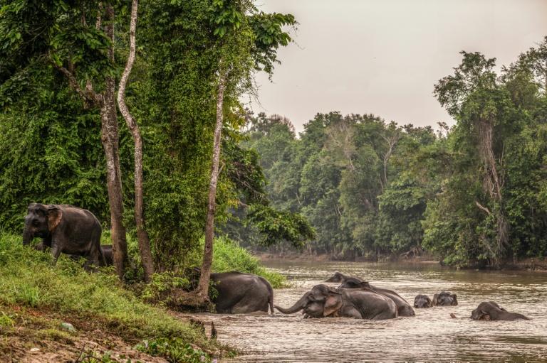 Un troupeau d'éléphants sauvages de Bornéo traverse la rivière Kinabatangan à Sukau, dans l'Etat de Sabah, le 25 août 2026 en Malaisie