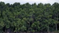 La forêt amazonienne près de Belém, dans l’État du Pará, au Brésil, le 13 novembre 2025