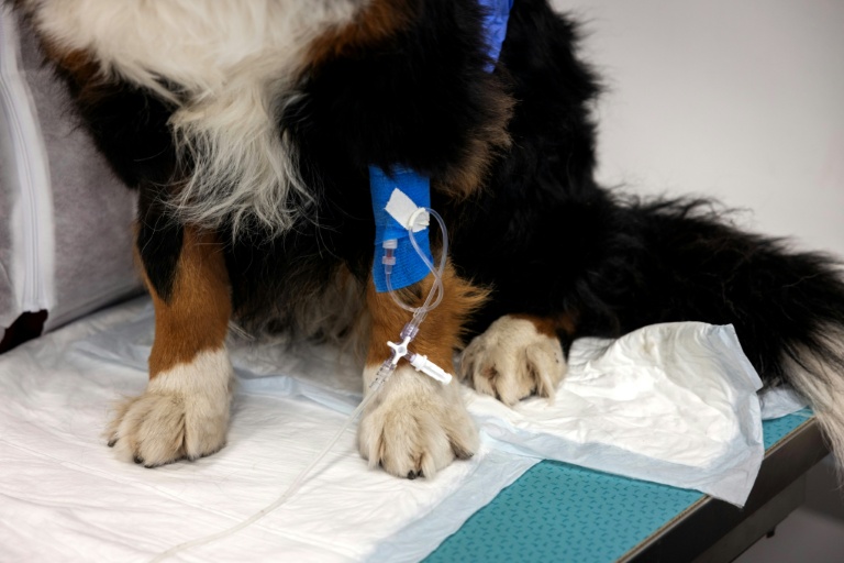La chienne Nuska, souffrant d'une métastase à un poumon, attent la fin de sa perfusion, un cathéter relié à l'une de ses pattes à l'hôpital vétérinaire de Maisons-Alfert, le 11 juin 2026 dans le Val-de-Marne