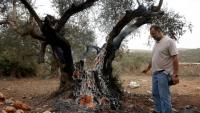 Un Palestinien regarde un olivier incendié près de Ramallah, en Cisjordanie, le 16 octobre 2026