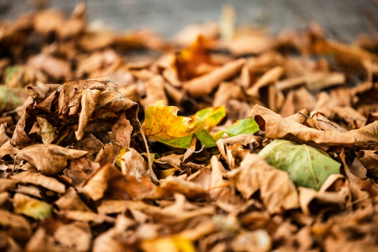 Des feuilles mortes au pied des arbres en raison d'une vague de chaleur le 22 août 2025 à Papendrecht, aux Pays-Bas