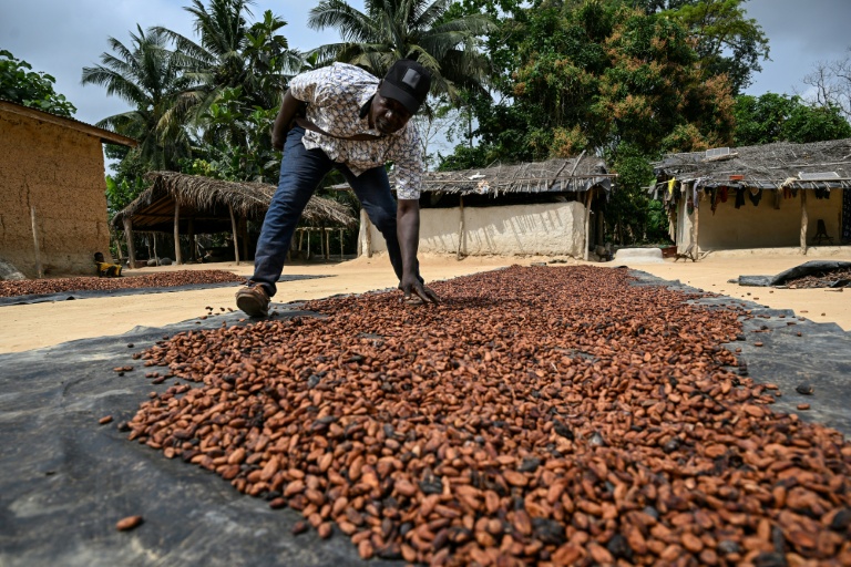 Un producteur de cacao fait sécher des fèves au soleil à Betykro, à 20 kilomètres de Guiglo, en Côte d'Ivoire le 16 janvier 2026