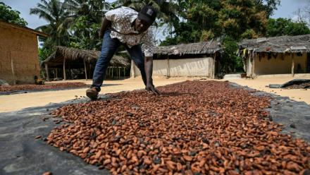 Un producteur de cacao fait sécher des fèves au soleil à Betykro, à 20 kilomètres de Guiglo, en Côte d'Ivoire le 16 janvier 2026