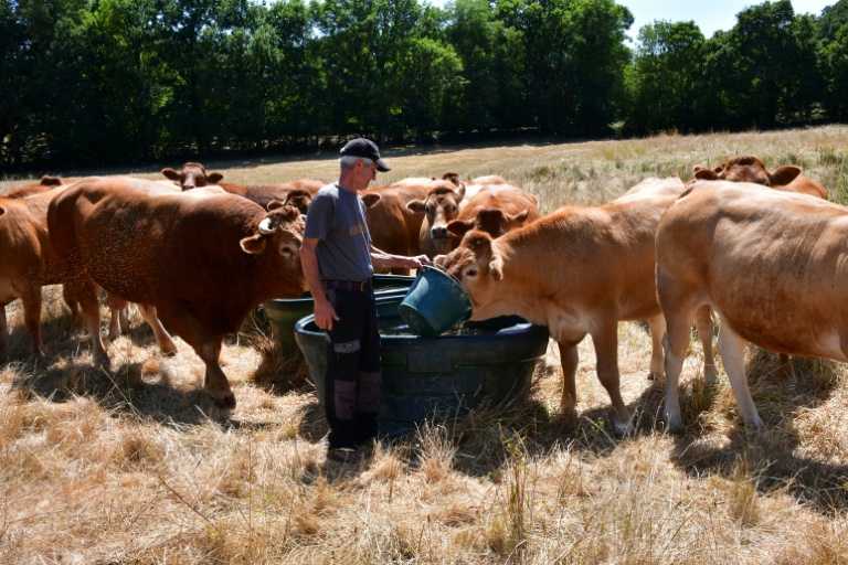 L'éleveur Pascal Mareix donne de l'eau à ses vaches à Mazeirat, le 7 juillet 2026 dans la Creuse
